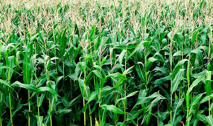 Застосування препаратів, які підвищують ефективність поглинання міндобрив зменшує витрати на виробництво кукурудзи