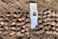Український сорт картоплі Містерія дав урожай 85 т/га
