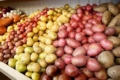 Ціни на картоплю в Італії зросли на 26%