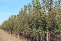 З «краплею» яблуні кніп-баум дадуть урожай у перший рік