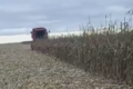 Господарство «Коновалівка-Агро» на Полтавщині почало збирати кукурудзу