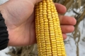 «Агротрейд» збирає кукурудзу з відмінною якістю зерна