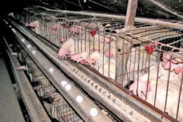 Чи загрожують штрафи виробникам за недотримання вимог до благополуччя сільгосптварин