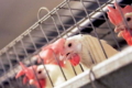 Раціони зі зниженим умістом протеїну можуть скоротити витрати на корми для птиці