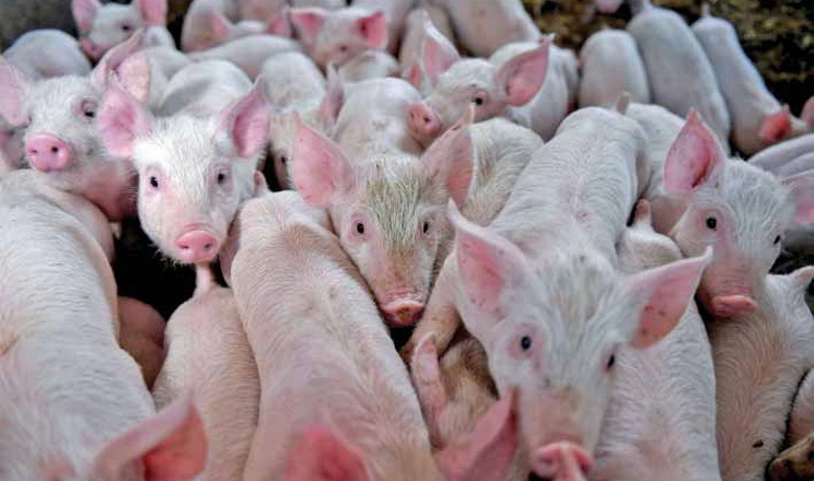 Форум Pigs Farming Industry – обов'язкова подія для ветлікарів свиногосподарств
