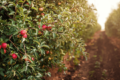 Регулятори росту шкодять молодим яблуням