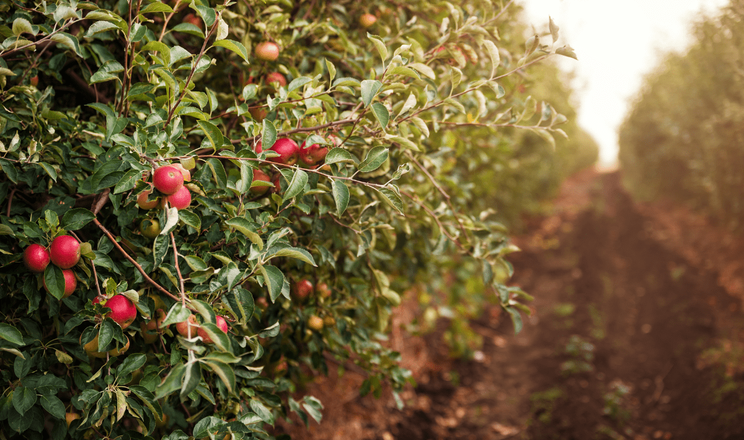 Регулятори росту шкодять молодим яблуням