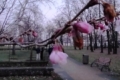 Через аномальне тепло в Києві зацвіли сакури