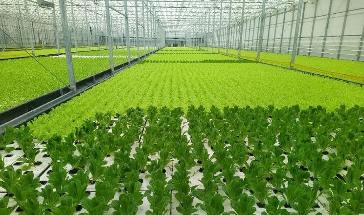 Салатів у теплиці вирощують в 4 рази менше