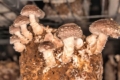 Попит на українські гриби шиїтаке відновився до доковідного рівня