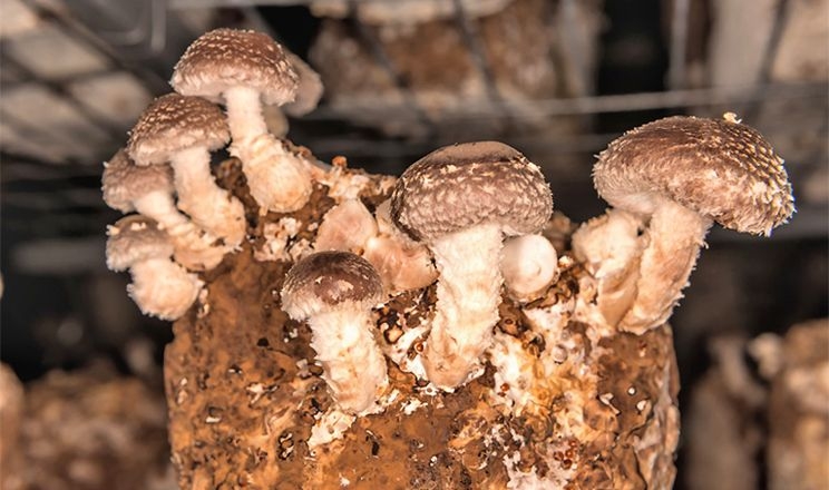 Попит на українські гриби шиїтаке відновився до доковідного рівня