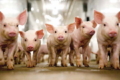 Україна в І кварталі закупила за кордоном живих свиней на $1,2 млн