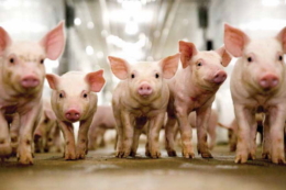 Експерт назвав 3 складники рентабельності свинопідприємства