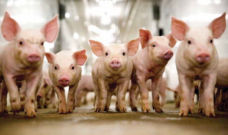 Уперше в Європі зареєстрували цирковірус свиней четвертого типу