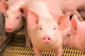 Продуктивність свиноматки закладають на етапі вирощування ремсвинки