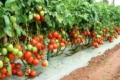 Виведено сорт томатів із рекордною врожайністю 