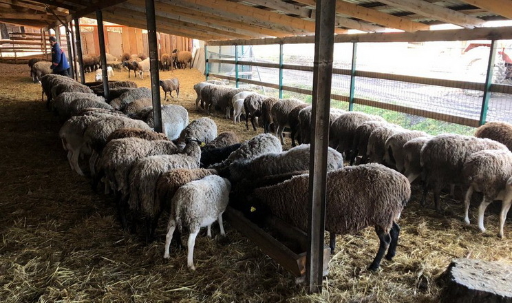 На Прикарпаття перевезли врятованих кіз і овець з-під Бахмута