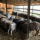 У січні Україна експортувала 116 тонн овець і кіз