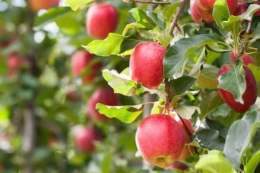 Вінницькі яблучники замінюють сортовий склад з прицілом на експорт