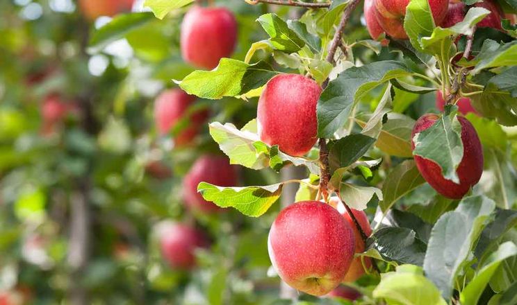 Експерт спрогнозував урожай та ціну яблук і груш