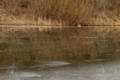Попереджають про значне затоплення заплави Верхнього Дніпра на Чернігівщині