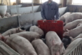 Три поради, як контролювати біобезпеку на свинофермі