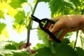 Чеканка винограду покращила продуктивність кущів
