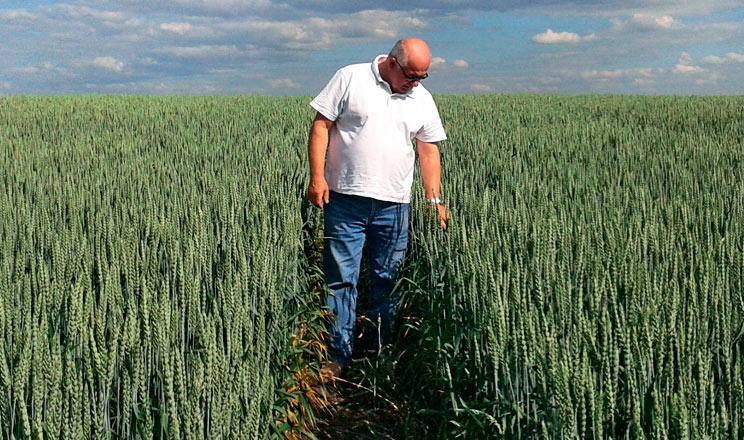 Уведення в сівозміну нішевих культур покращить стан ґрунту й підвищить рентабельність виробництва