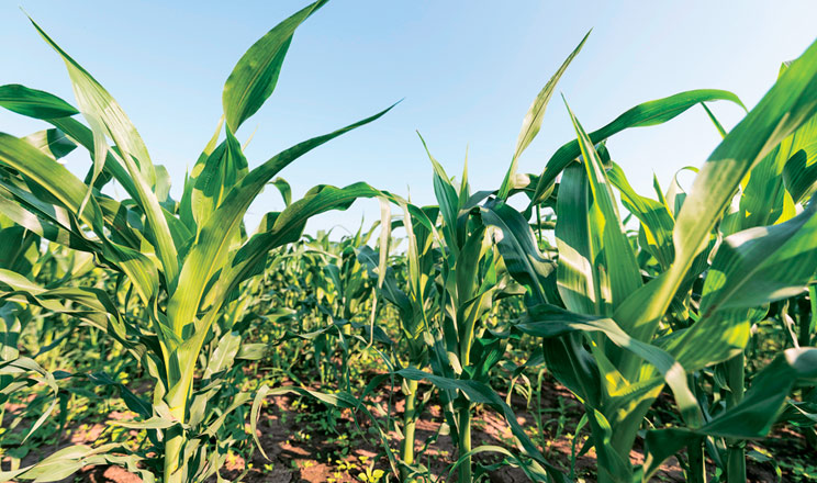 Як сформувати врожай кукурудзи, зменшуючи витрати на удобрення