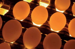 Температура зародка пов’язана з його теплопродукцією та втратами тепла