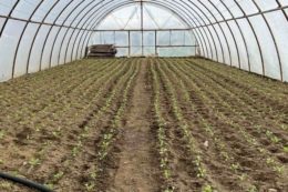 Фландрія та ООН виділили $1 млн на підтримку фермерів Миколаївщини