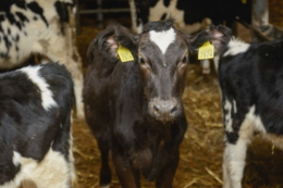 Збалансованість раціону ‒ запорука репродуктивного здоров'я корови