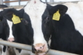 Які втрати загрожують фермі за невчасного лікування ендометриту в корів