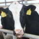 Які втрати загрожують фермі за невчасного лікування ендометриту в корів