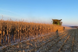 Найвища врожайність кукурудзи наразі – на Волині