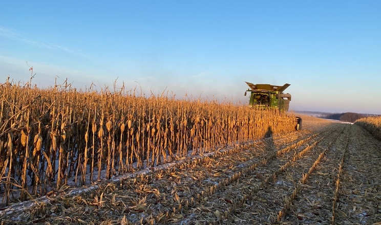 Збирання кукурудзи відбувається за вологості зерна у межах 15-17%