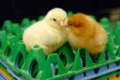 Який вплив від додаткового живлення в яйце під час інкубації