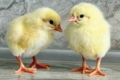 Біохімічні показники в курчат, отриманих від курей різного віку, відмінні