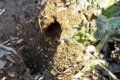 Фіксують пригнічення життєдіяльності мишоподібних гризунів на полях