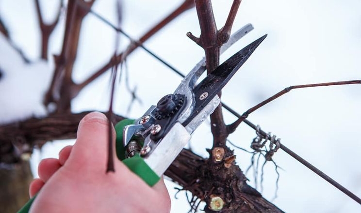 Закарпатські виноградарі очікують складного сезону