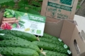 На Харківщині зібрали перший урожай огірків у органічній теплиці