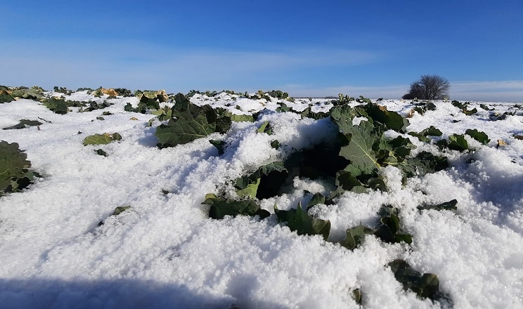 Мінімальна температура ґрунту на Житомирщині була вищою від температур вимерзання озимих