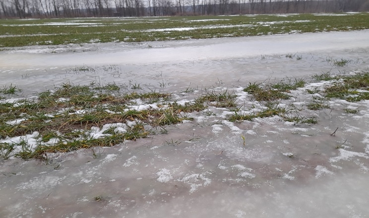 На деяких сільгоспугіддях Львівщини є льодові кірки та застоювання талих вод