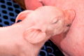 Поросят данської генетики насамперед правильно сортують під свиноматками