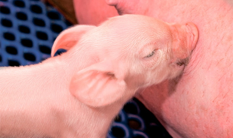 Поросят данської генетики насамперед правильно сортують під свиноматками