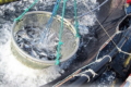 Успішно продані лоти на вилов риби у Кам'янському й Дніпровському водосховищах