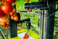 Робот-збирач томатів зменшує витрати на 50%