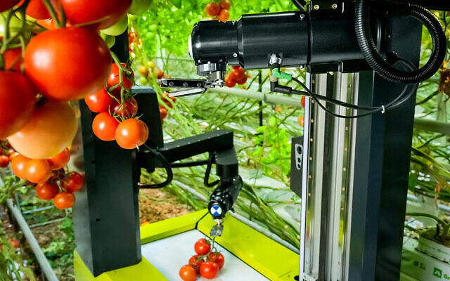 Робот-збирач томатів зменшує витрати на 50%