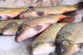 Триває дослідження щодо можливостей експорту української рибної продукції