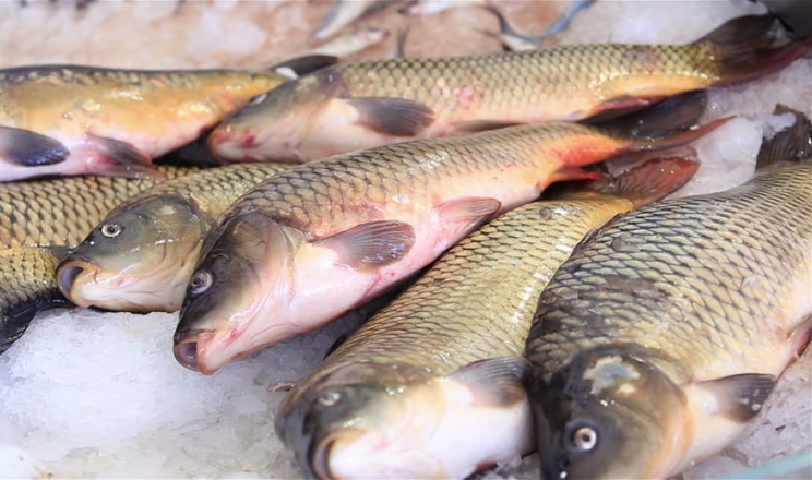 Триває дослідження щодо можливостей експорту української рибної продукції
